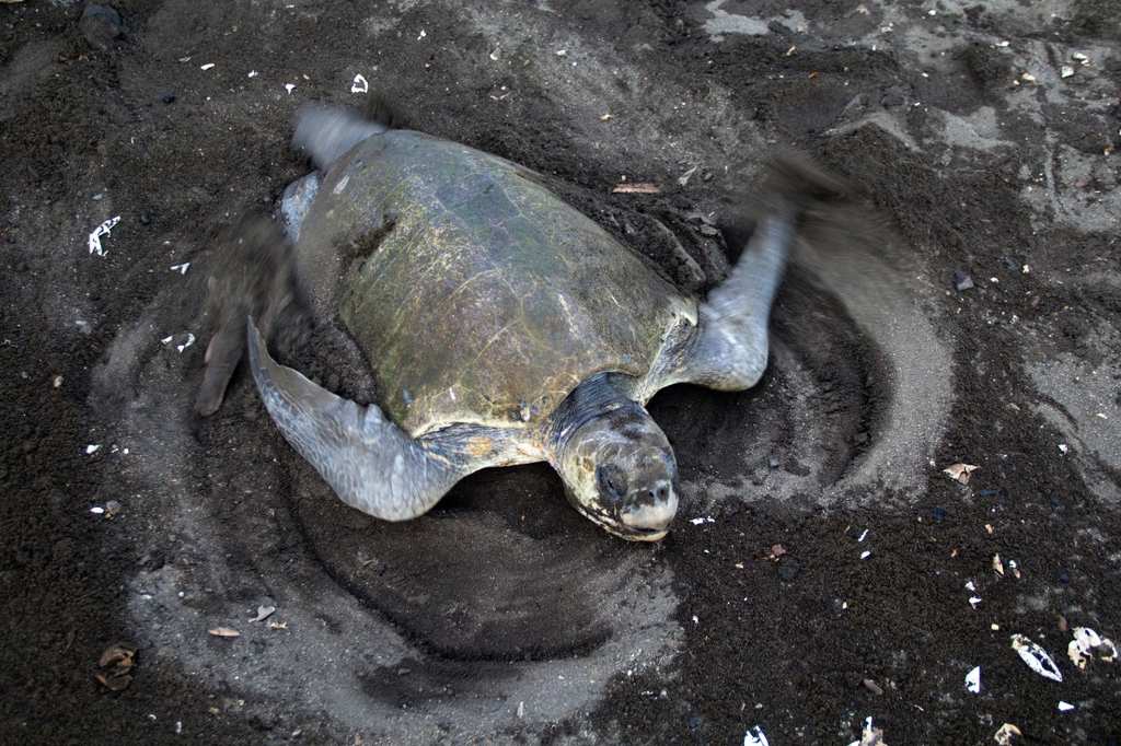 Sea turtle digging a nest in dark sand