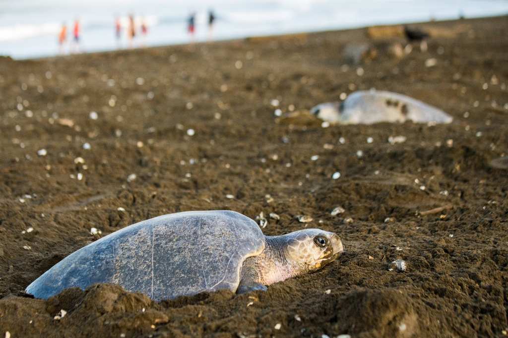 Sea turtles resting on a sandy beach