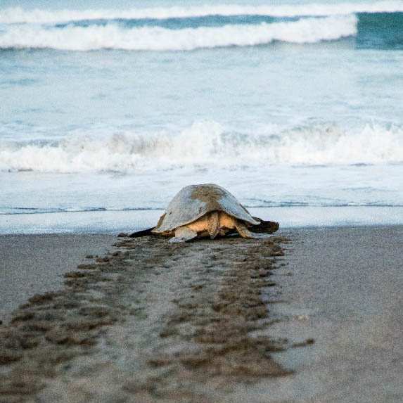 Sea turtle with tracks in the sand heading toward the surf